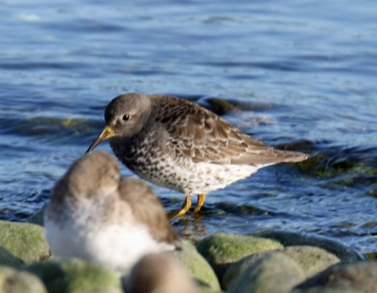Rock Sandpiper Fort Flagler