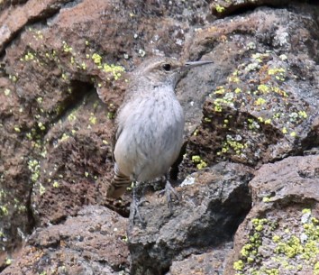Rock Wren1