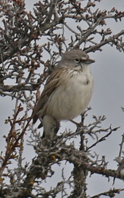 Sagebrush SparrowV