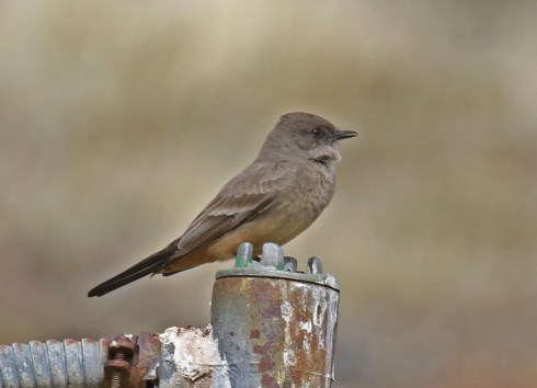 Say's Phoebe