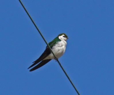 VG Swallow Darrington