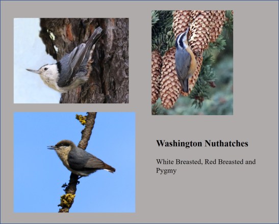 Washington Nuthatches