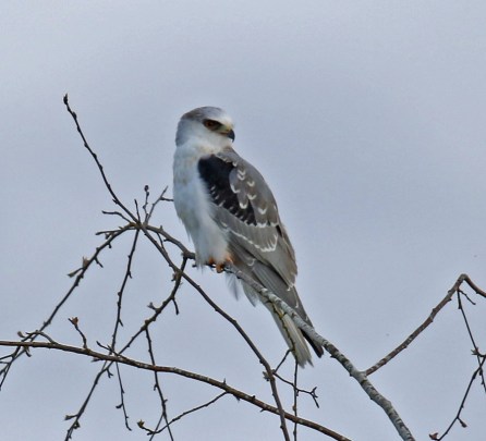 White Tailed KIte