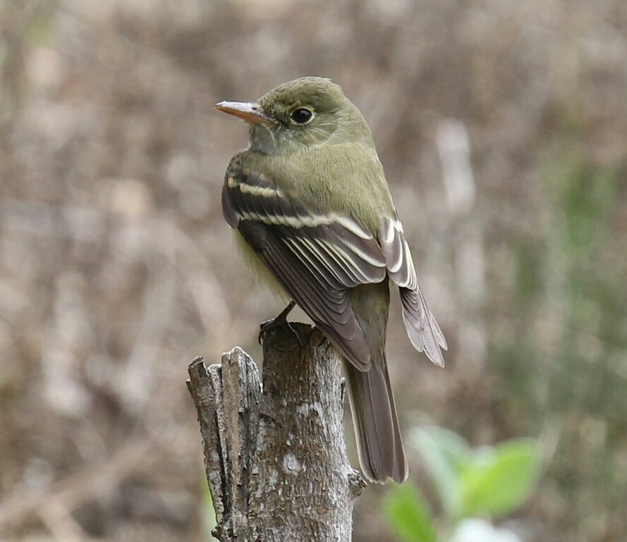 Acadian Flycatcher