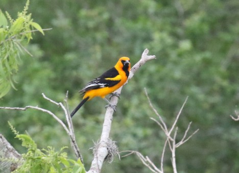 Altamira Oriole Male5