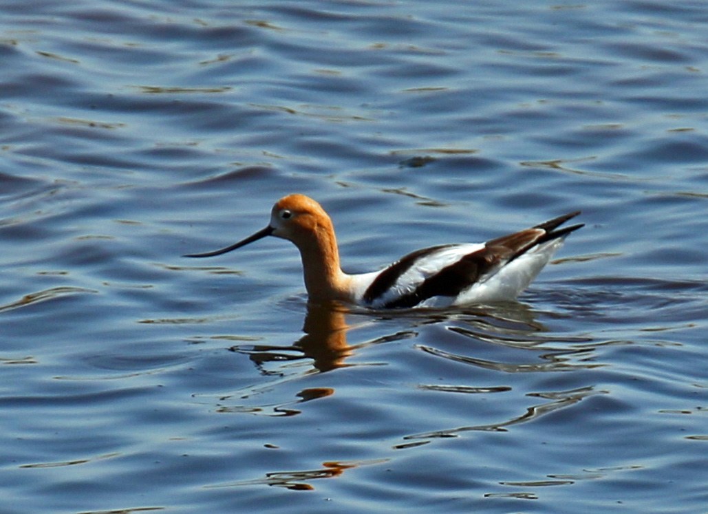 American Avocet1