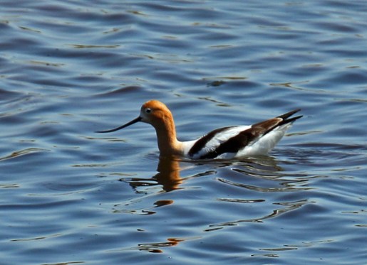American Avocet1