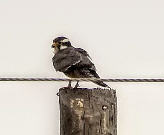 Aplomado Falcon Cropped