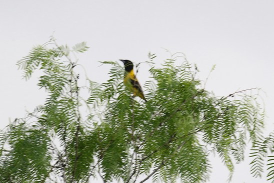 Audubon's Oriole