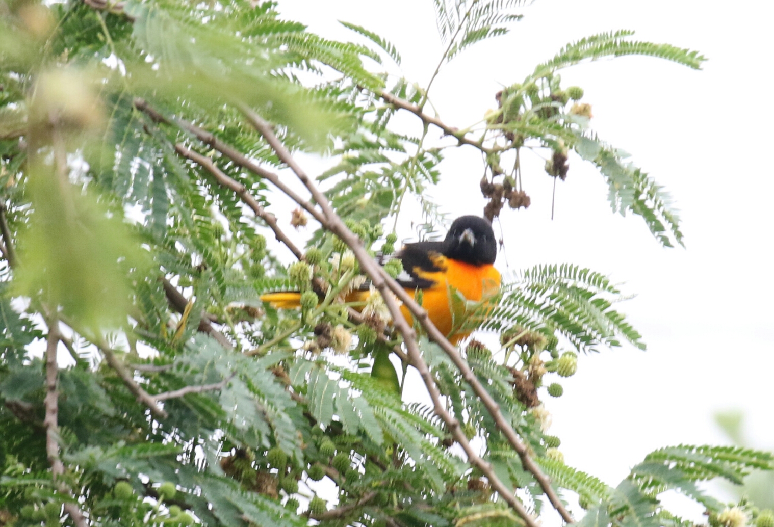Baltimore Oriole 7