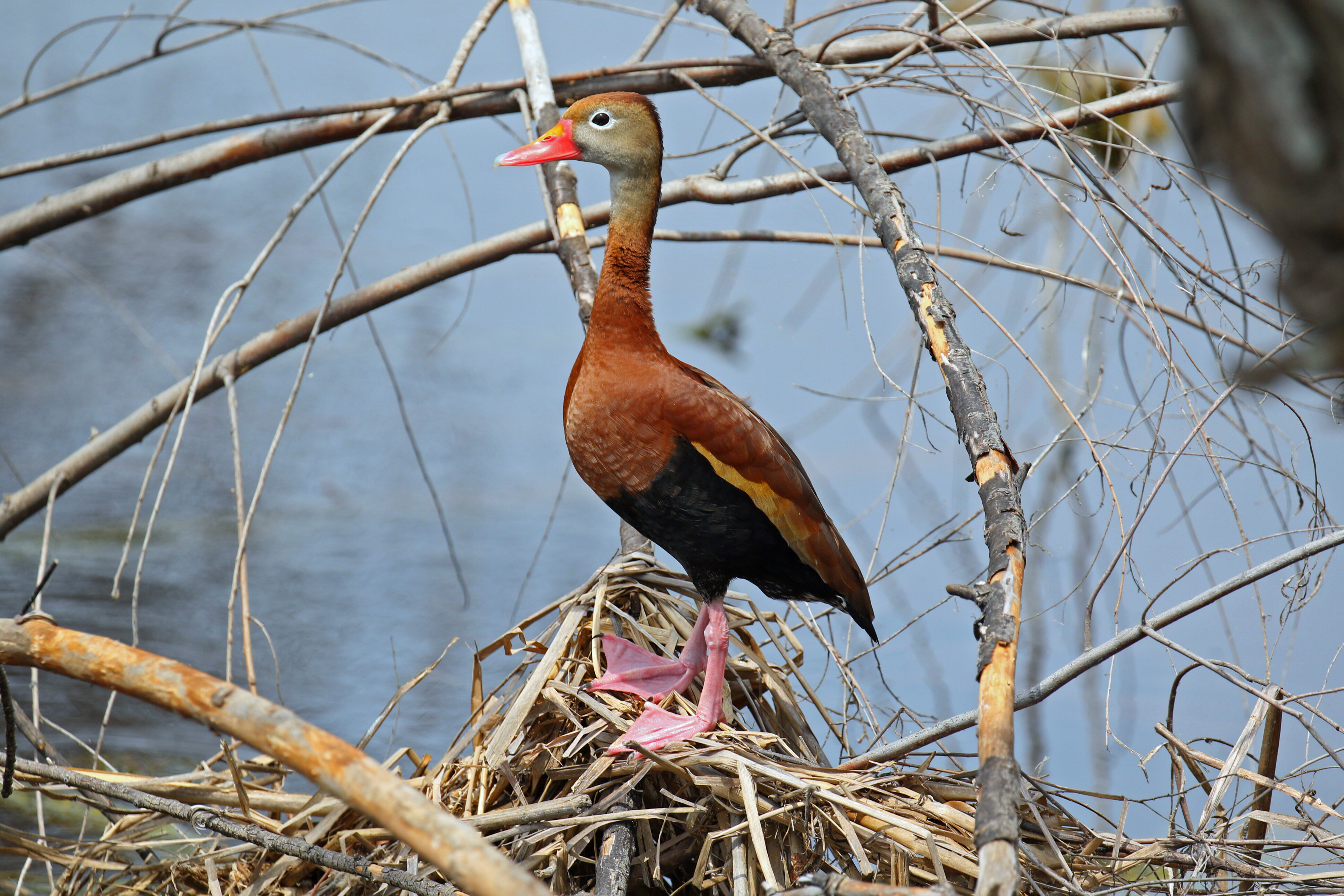 Black Bellied Whistling Duck B