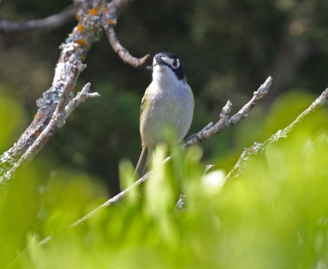 Black Capped Vireo1
