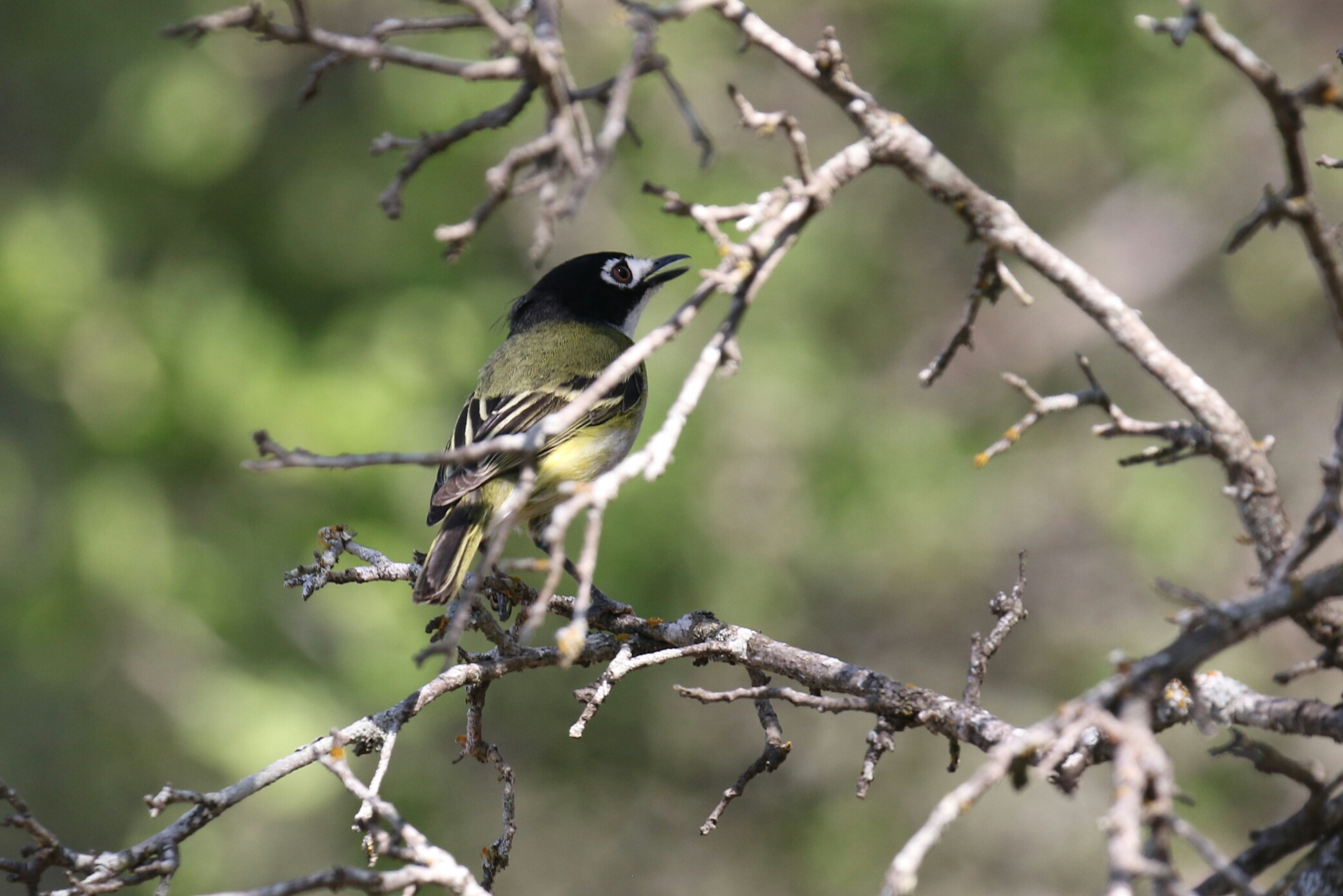 Black Capped Vireo
