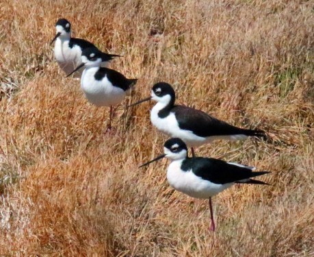 Black Necked Stilts