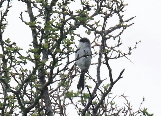 Black Tailed Gnatcatcher 5