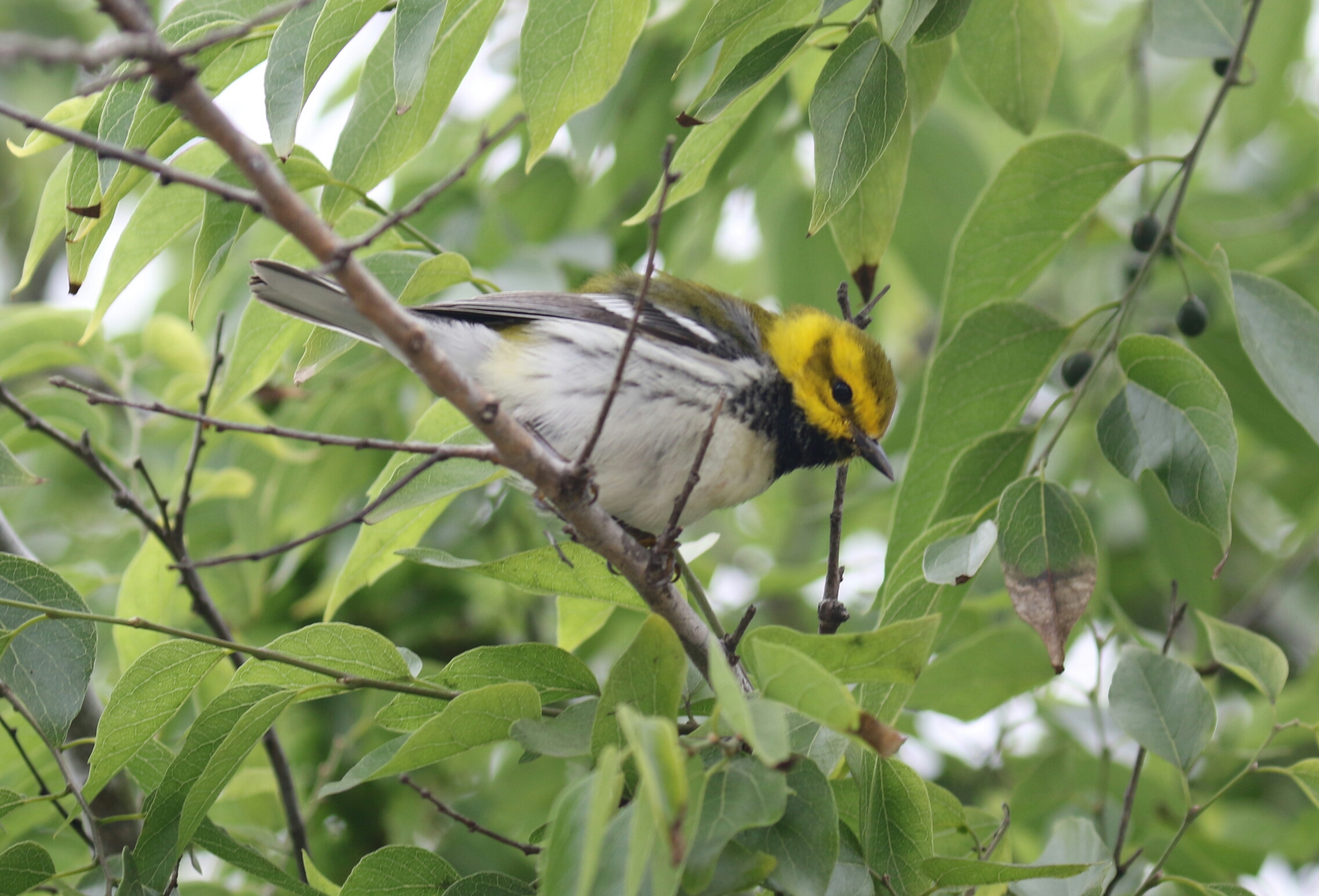 Black Throated Green Warbler 1