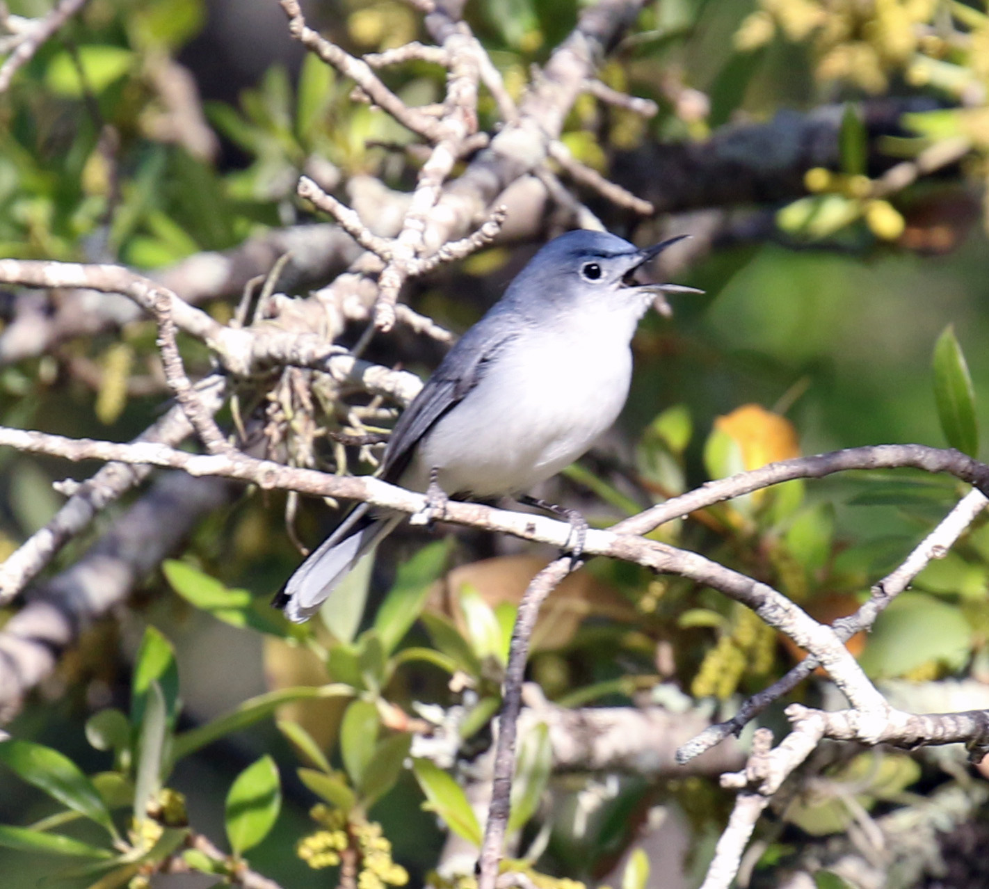 Blue Gray Gnatcatcher Singing