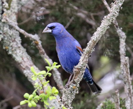 Blue Grosbeak
