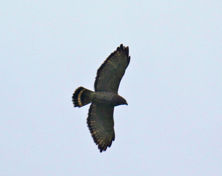 Broad Winged Hawk4