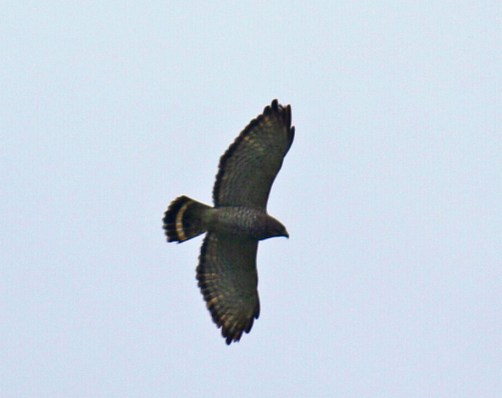 Broad Winged Hawk4
