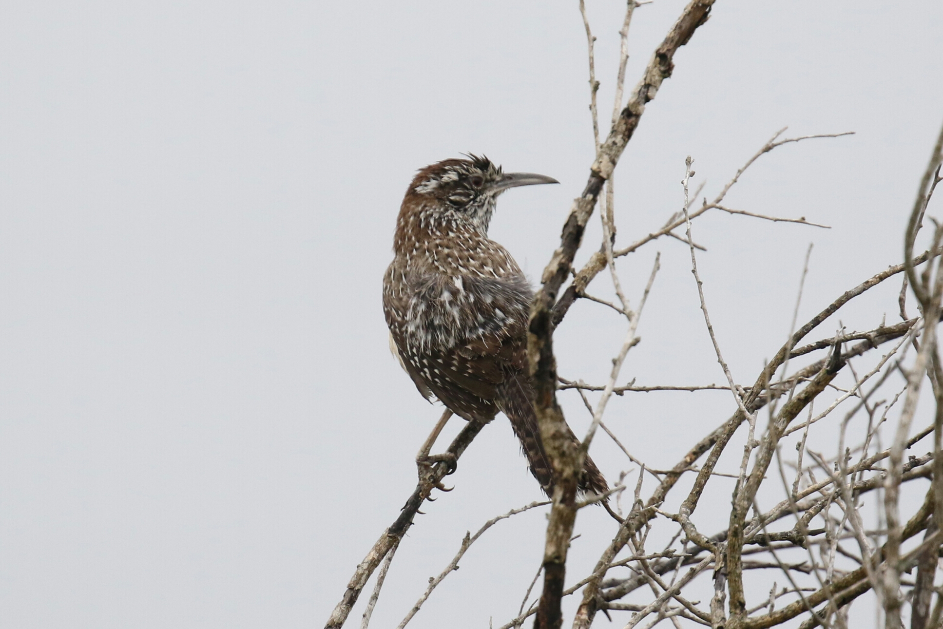 Cactus Wren 4