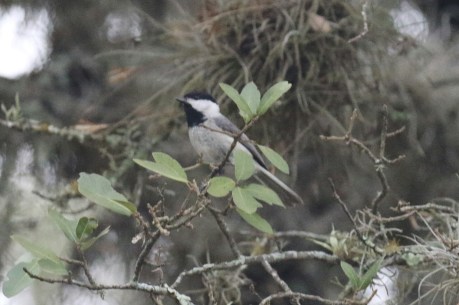 Carolina Chickadee .jpg