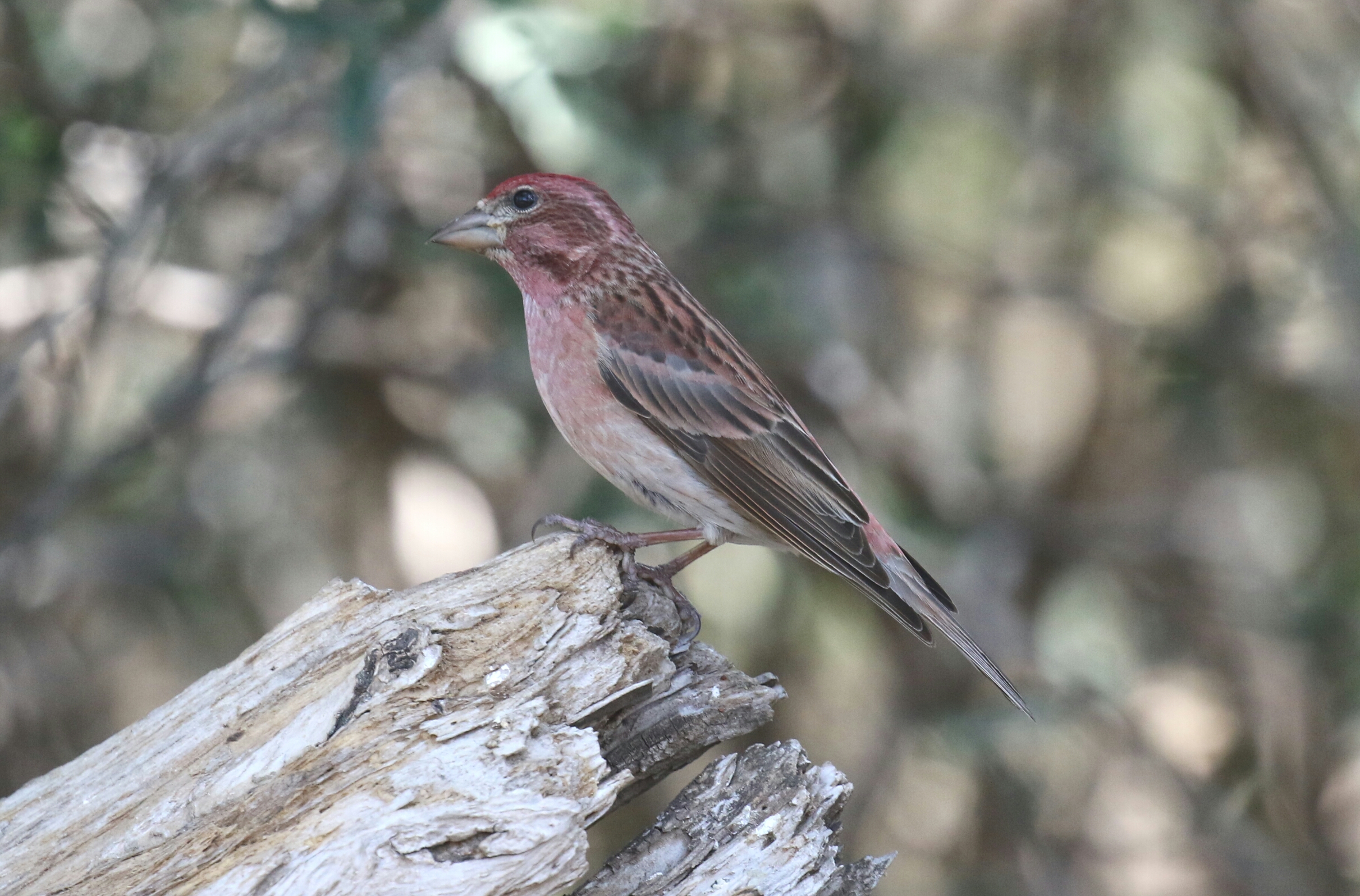 Cassin's Finch2 - Copy