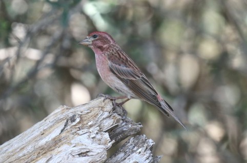 Cassin's Finch2 - Copy
