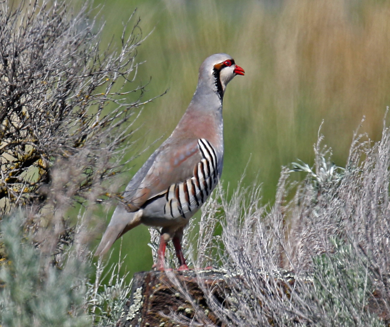 Chukar1