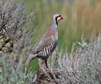 Chukar1