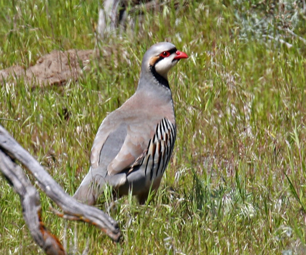 Chukar2