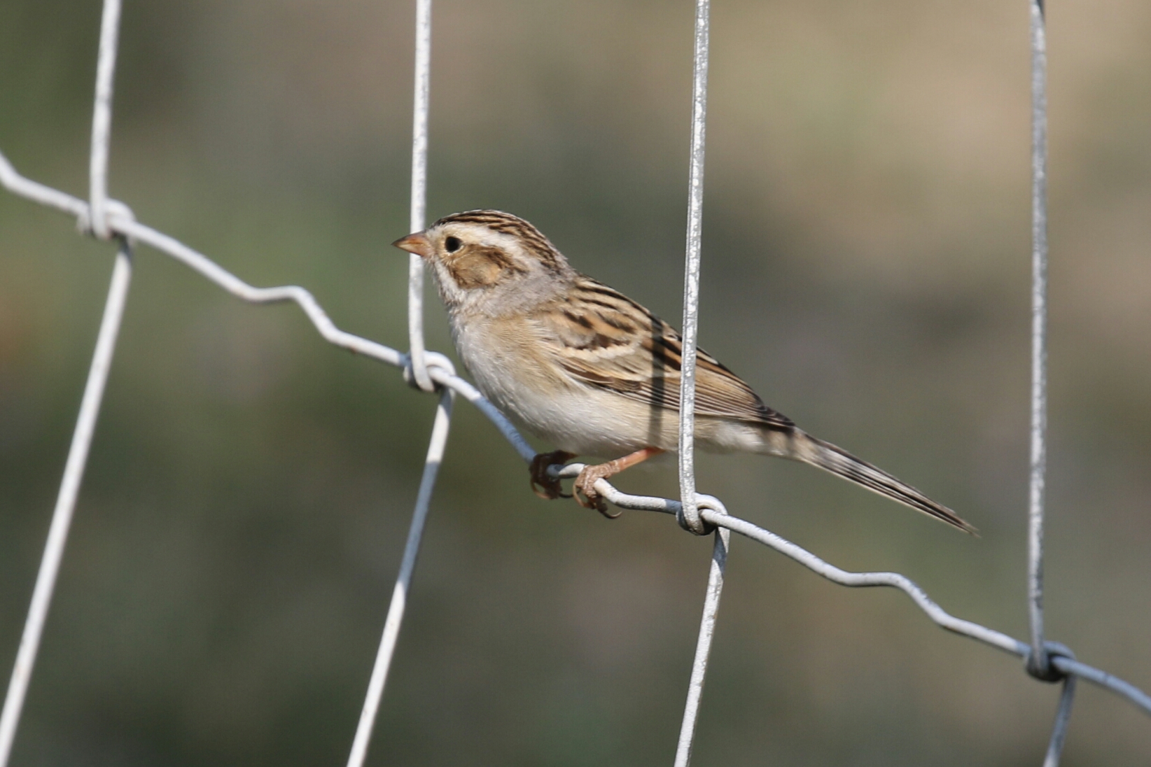 Clay Colored Sparrow Llano 2