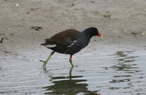 Common Gallinule 7 - Copy