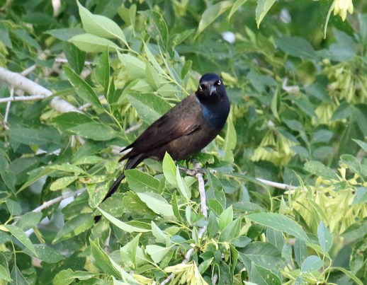 Common Grackle1