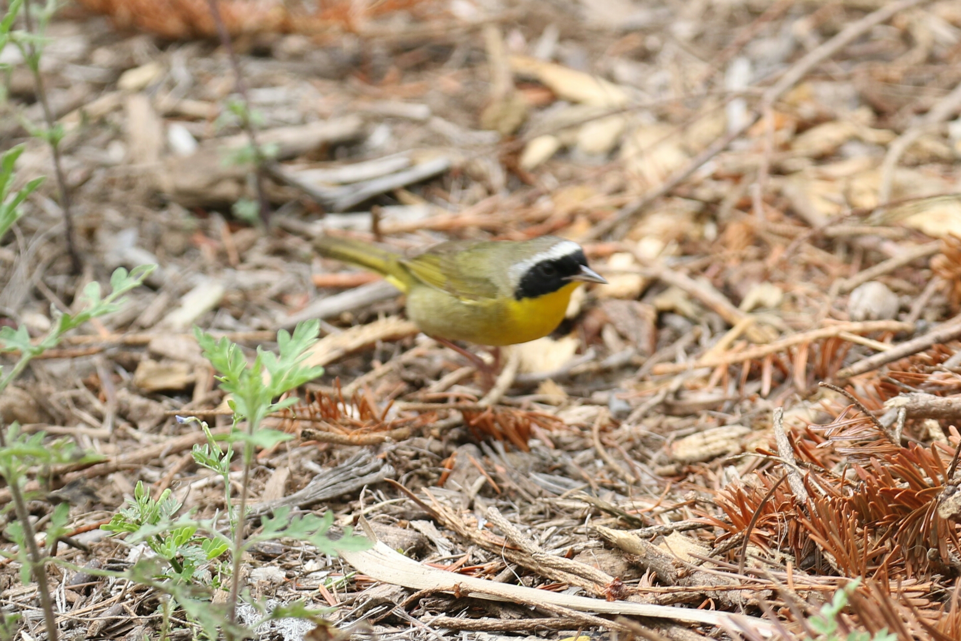 Common Yellowthroat2 - Copy