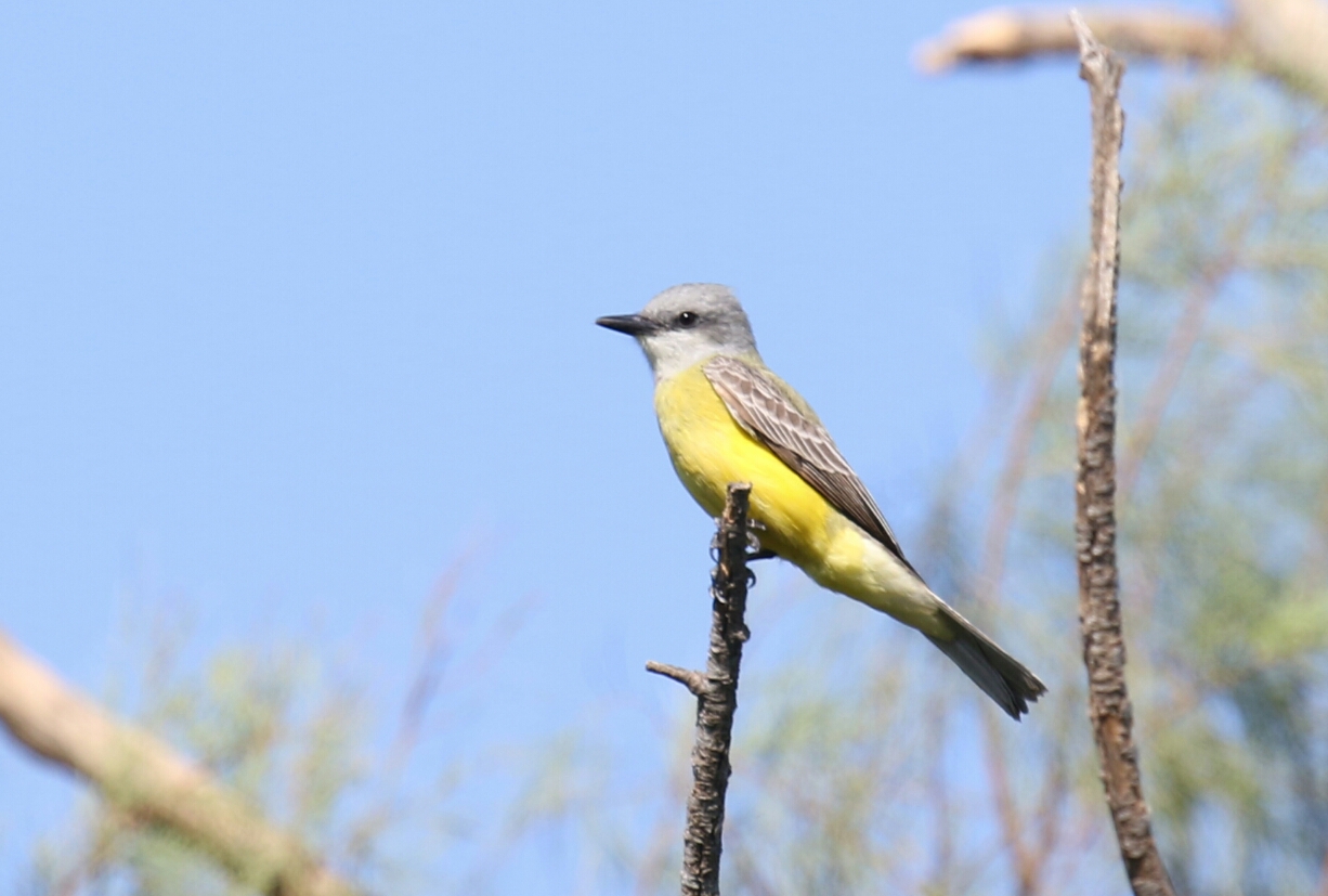 Couch's Kingbird 5