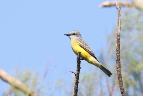 Couch's Kingbird 5