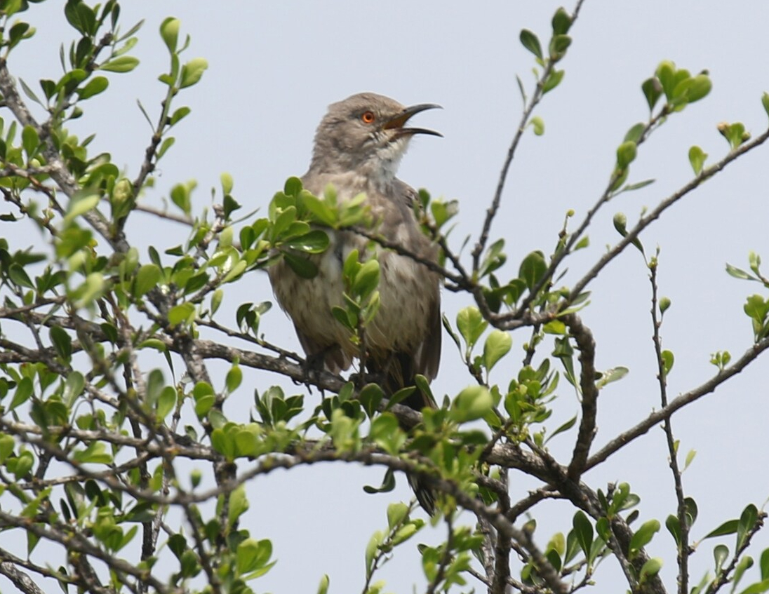 Curve Billed Thrasher 4