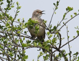 Curve Billed Thrasher 4