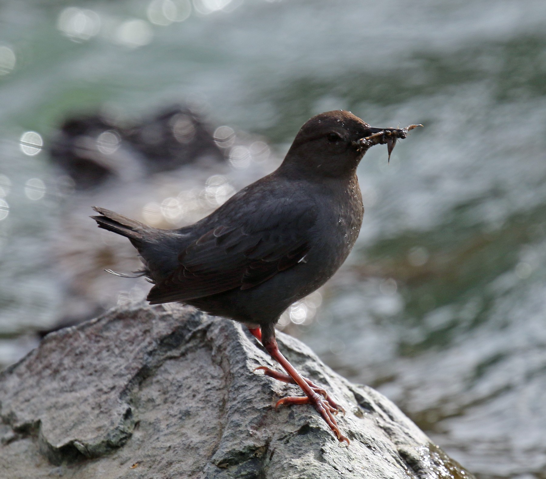 Dipper1