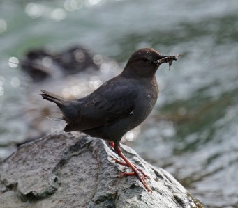 Dipper1