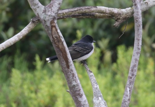 Eastern Kingbird