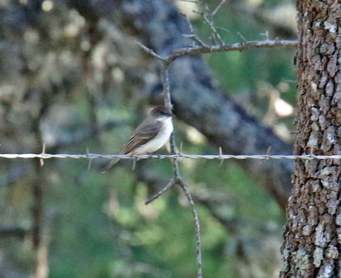 Eastern Phoebe