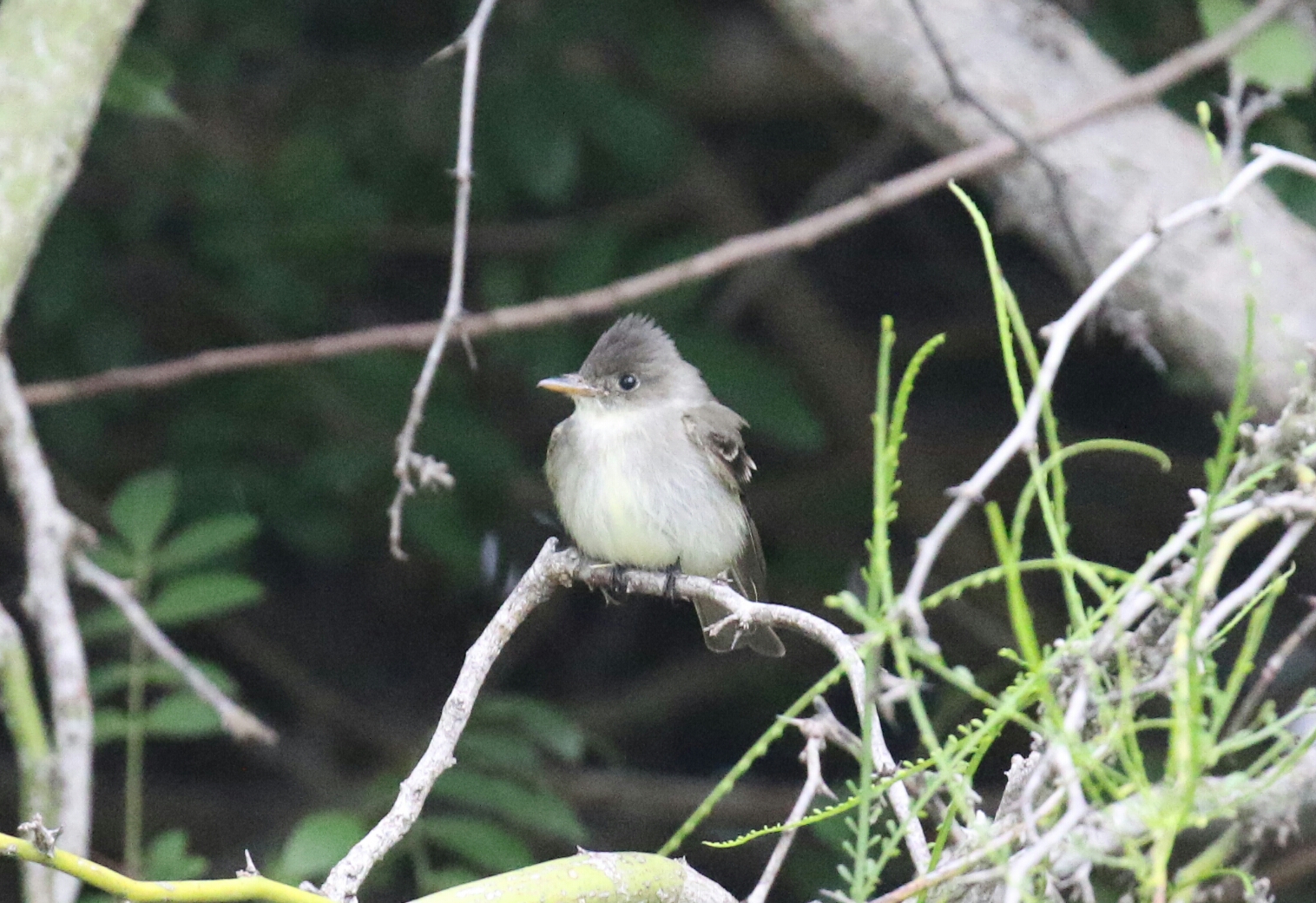 Eastern Wood Pewee
