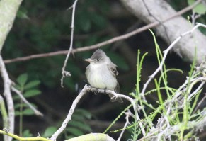 Eastern Wood Pewee