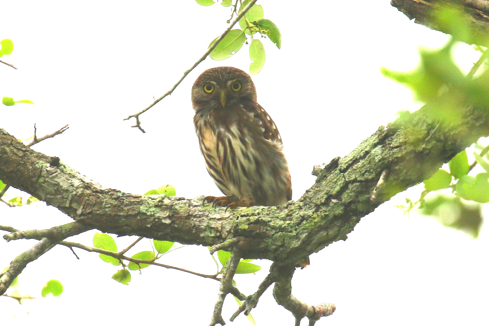 Ferruginous Pygmy Owl 1