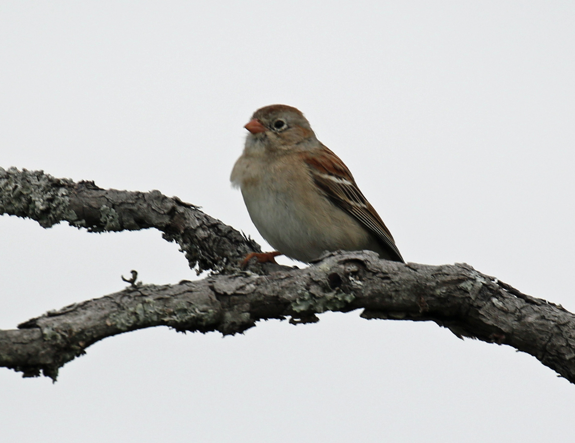 Field Sparrow