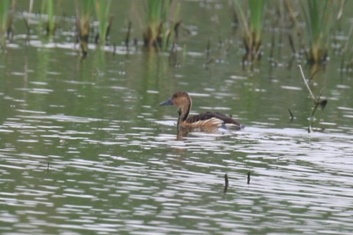 Fulvous Whistling Dusk