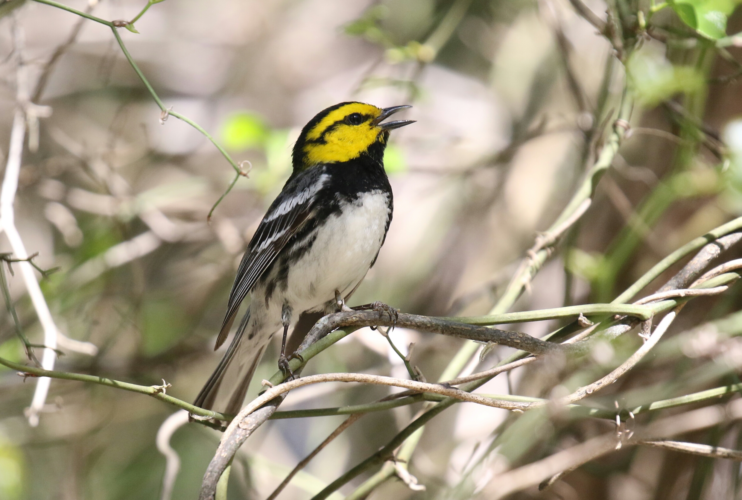 Golden Cheeked Warbler Singing .jpg