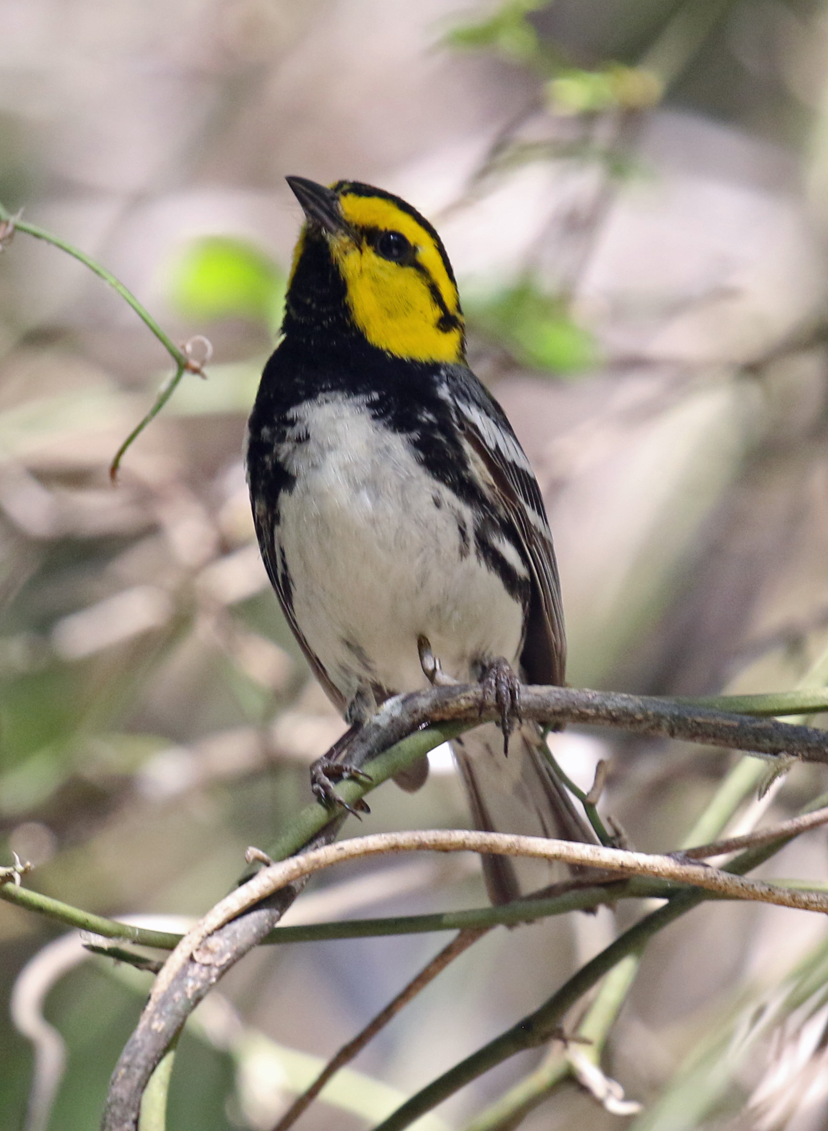Golden Cheeked Warbler